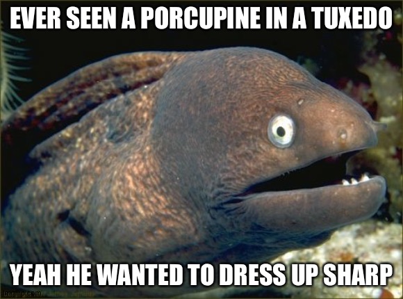 Get it? | EVER SEEN A PORCUPINE IN A TUXEDO; YEAH HE WANTED TO DRESS UP SHARP | image tagged in memes,bad joke eel | made w/ Imgflip meme maker
