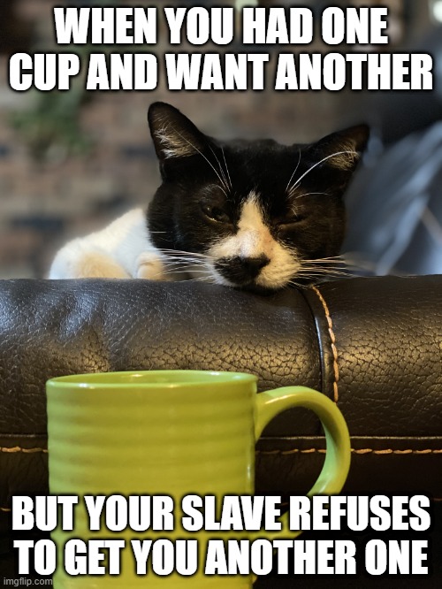 cats in the morning | WHEN YOU HAD ONE CUP AND WANT ANOTHER; BUT YOUR SLAVE REFUSES TO GET YOU ANOTHER ONE | image tagged in coffee cat | made w/ Imgflip meme maker