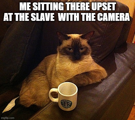 un happy cat | ME SITTING THERE UPSET AT THE SLAVE  WITH THE CAMERA | image tagged in coffeecat,cat,slave,empty cup | made w/ Imgflip meme maker