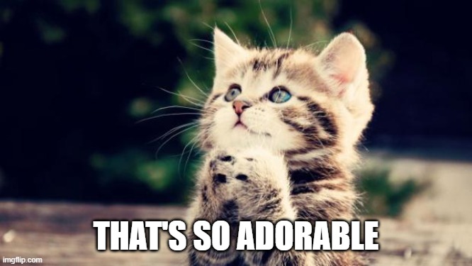 Cute kitten | THAT'S SO ADORABLE | image tagged in cute kitten | made w/ Imgflip meme maker