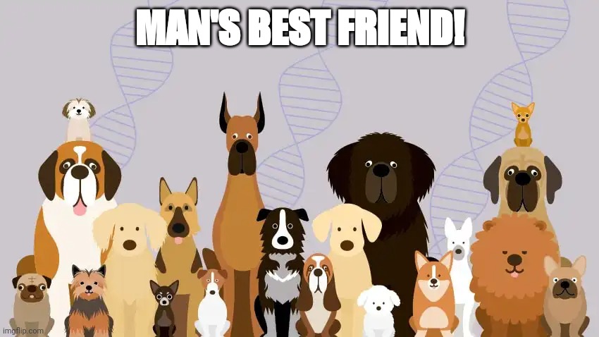 Man's best friend | MAN'S BEST FRIEND! | image tagged in dogs,meme | made w/ Imgflip meme maker