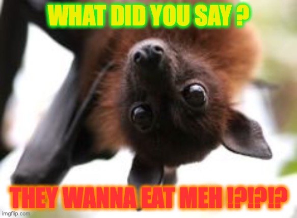 Bat birthday | WHAT DID YOU SAY ? THEY WANNA EAT MEH !?!?!? | image tagged in bat birthday | made w/ Imgflip meme maker