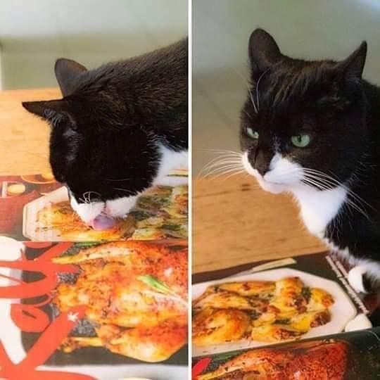 High Quality Cat eat fake food Blank Meme Template