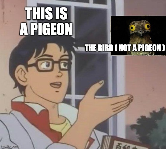 Is This A Pigeon Meme | THIS IS A PIGEON; THE BIRD ( NOT A PIGEON ) | image tagged in memes,is this a pigeon | made w/ Imgflip meme maker