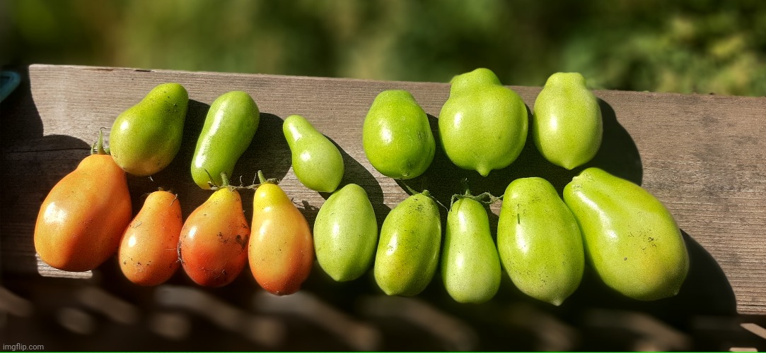 Yes, these are tomatoes ? | made w/ Imgflip meme maker