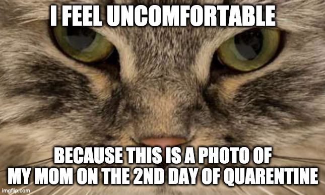 Angry Cat | I FEEL UNCOMFORTABLE; BECAUSE THIS IS A PHOTO OF MY MOM ON THE 2ND DAY OF QUARENTINE | image tagged in cats,angry cat | made w/ Imgflip meme maker