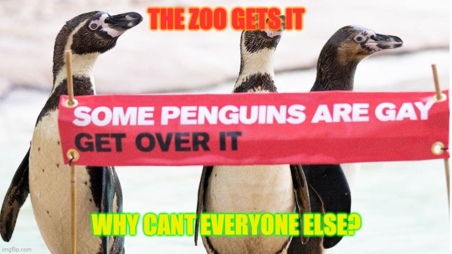 The zoo gets it, but the world doesnt? That's messed up as hell | THE ZOO GETS IT; WHY CANT EVERYONE ELSE? | image tagged in gay pride,gay,penguins | made w/ Imgflip meme maker