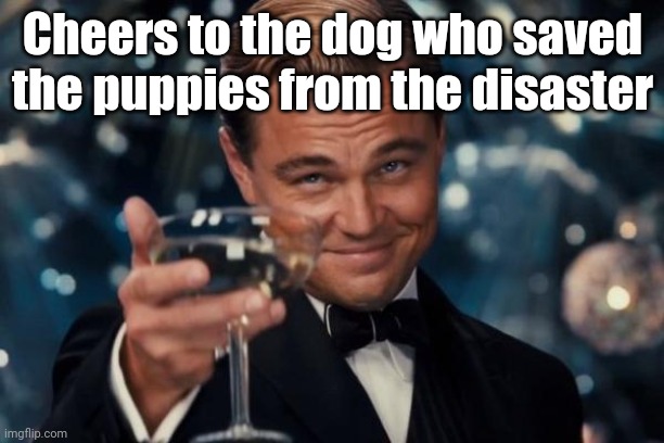 Meme comment: Cheers to the dog who saved the puppies from the disaster | Cheers to the dog who saved the puppies from the disaster | image tagged in memes,leonardo dicaprio cheers,comment section,comments,comment,meme comments | made w/ Imgflip meme maker