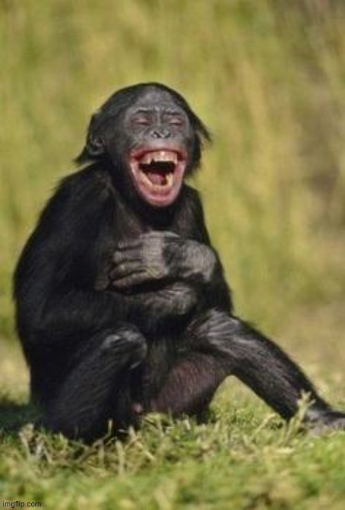 Laughing monkey | image tagged in laughing monkey | made w/ Imgflip meme maker