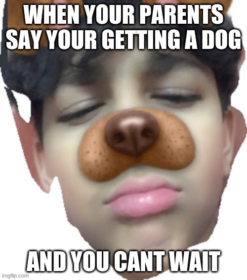 plz upvote | WHEN YOUR PARENTS SAY YOUR GETTING A DOG; AND YOU CANT WAIT | image tagged in dogs | made w/ Imgflip meme maker