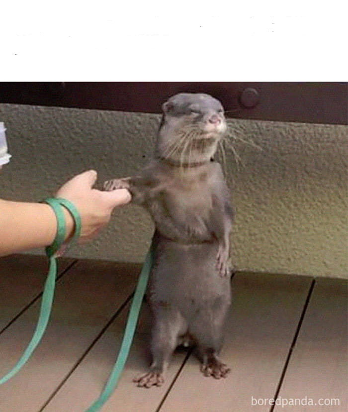 High Quality otter handholding Blank Meme Template