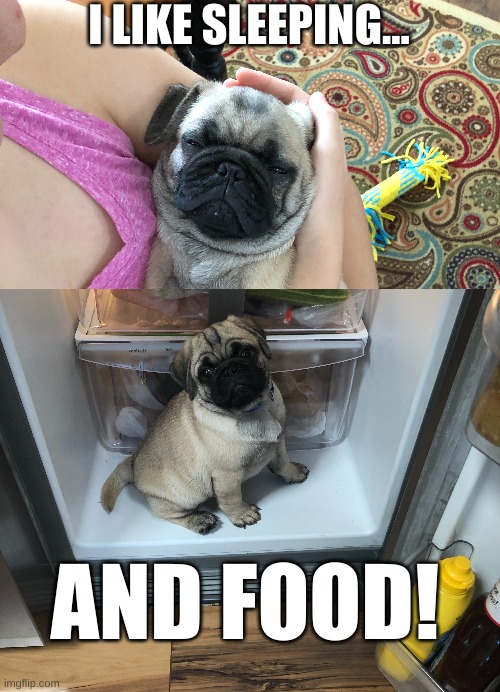 OMG my pug... | I LIKE SLEEPING... AND FOOD! | image tagged in funny,pug life | made w/ Imgflip meme maker