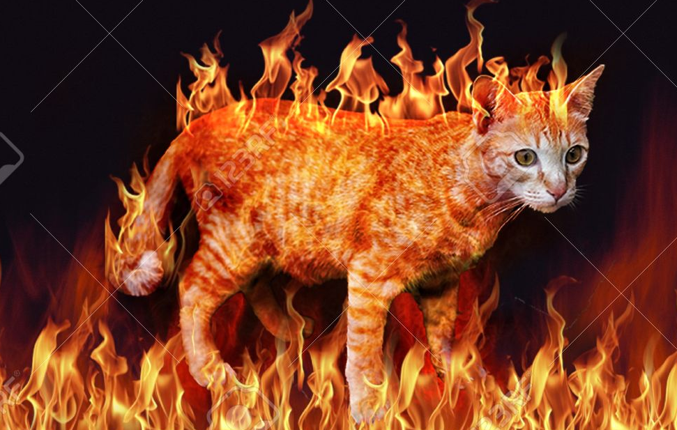 flame cat Blank Meme Template