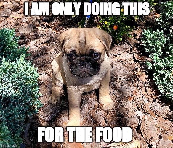 I am only doing this forthe food... | I AM ONLY DOING THIS; FOR THE FOOD | image tagged in fun,funny memes,cute puppies | made w/ Imgflip meme maker
