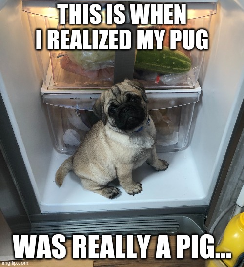 Pugs are really just pigs spelled wrong... | THIS IS WHEN I REALIZED MY PUG; WAS REALLY A PIG... | image tagged in pug,food,funny | made w/ Imgflip meme maker