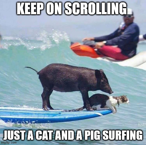 catch a wave | KEEP ON SCROLLING; JUST A CAT AND A PIG SURFING | image tagged in pic,cat,surfing | made w/ Imgflip meme maker
