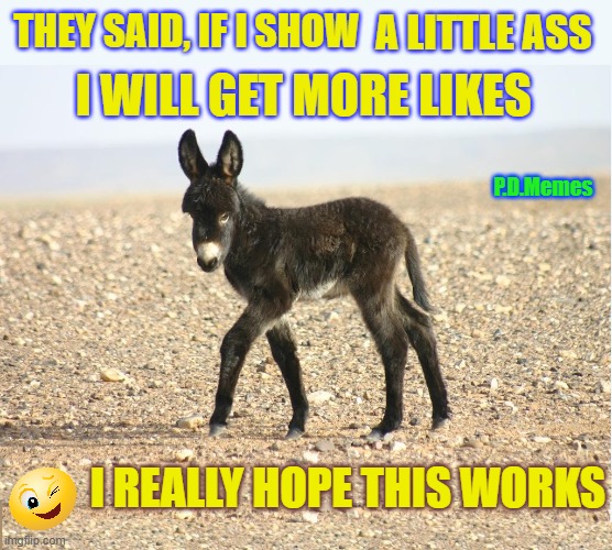 A LITTLE ASS; THEY SAID, IF I SHOW; I WILL GET MORE LIKES; P.D.Memes; I REALLY HOPE THIS WORKS | image tagged in funny memes,silly,memes,ass,donkey,hilarious | made w/ Imgflip meme maker