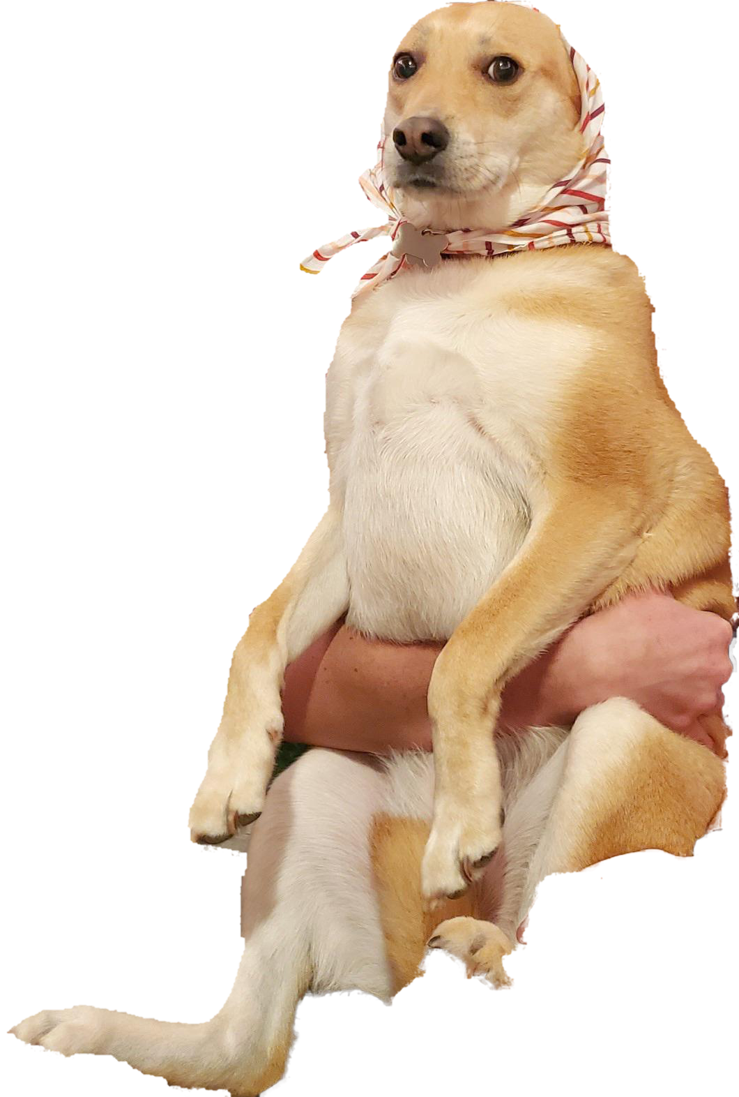 Babushka dog Blank Meme Template