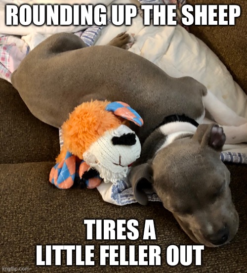 Tuckered Out | ROUNDING UP THE SHEEP; TIRES A LITTLE FELLER OUT | image tagged in dog,back in my day dog | made w/ Imgflip meme maker