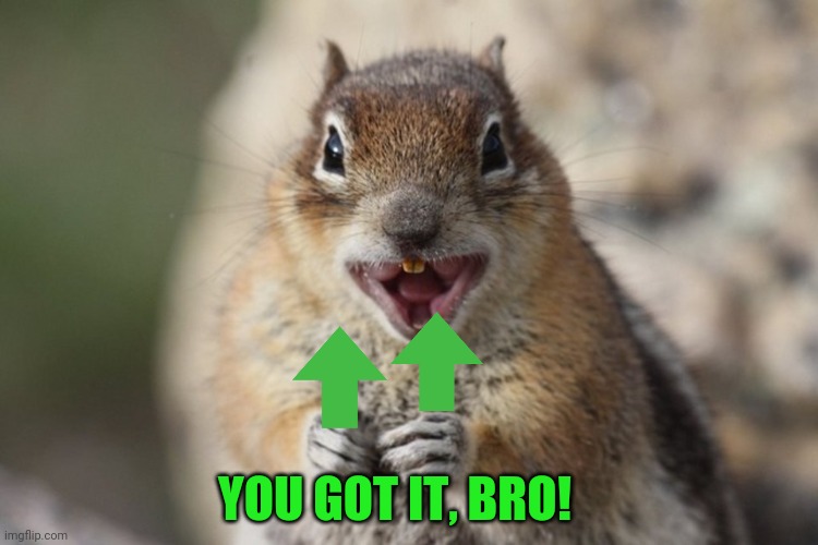 Squirrel laughing | YOU GOT IT, BRO! | image tagged in squirrel laughing | made w/ Imgflip meme maker