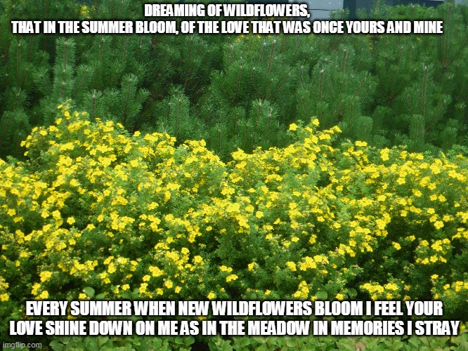 Wildflowers | DREAMING OF WILDFLOWERS, THAT IN THE SUMMER BLOOM, OF THE LOVE THAT WAS ONCE YOURS AND MINE; EVERY SUMMER WHEN NEW WILDFLOWERS BLOOM I FEEL YOUR LOVE SHINE DOWN ON ME AS IN THE MEADOW IN MEMORIES I STRAY | image tagged in wildflowers,summer,love,memories,meadows | made w/ Imgflip meme maker