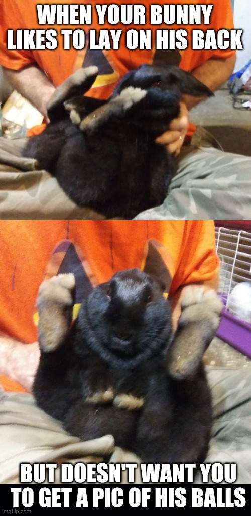 HE'LL KICK YOU IN THE FACE | WHEN YOUR BUNNY LIKES TO LAY ON HIS BACK; BUT DOESN'T WANT YOU TO GET A PIC OF HIS BALLS | image tagged in black background,bunny,rabbit | made w/ Imgflip meme maker