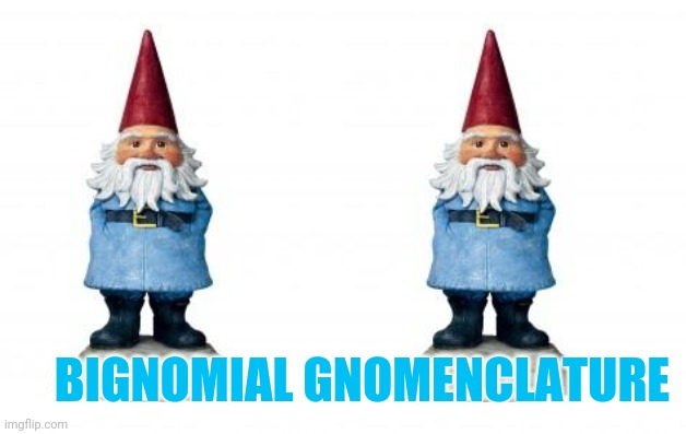 Scientific term of the day | BIGNOMIAL GNOMENCLATURE | image tagged in gnome,puns | made w/ Imgflip meme maker