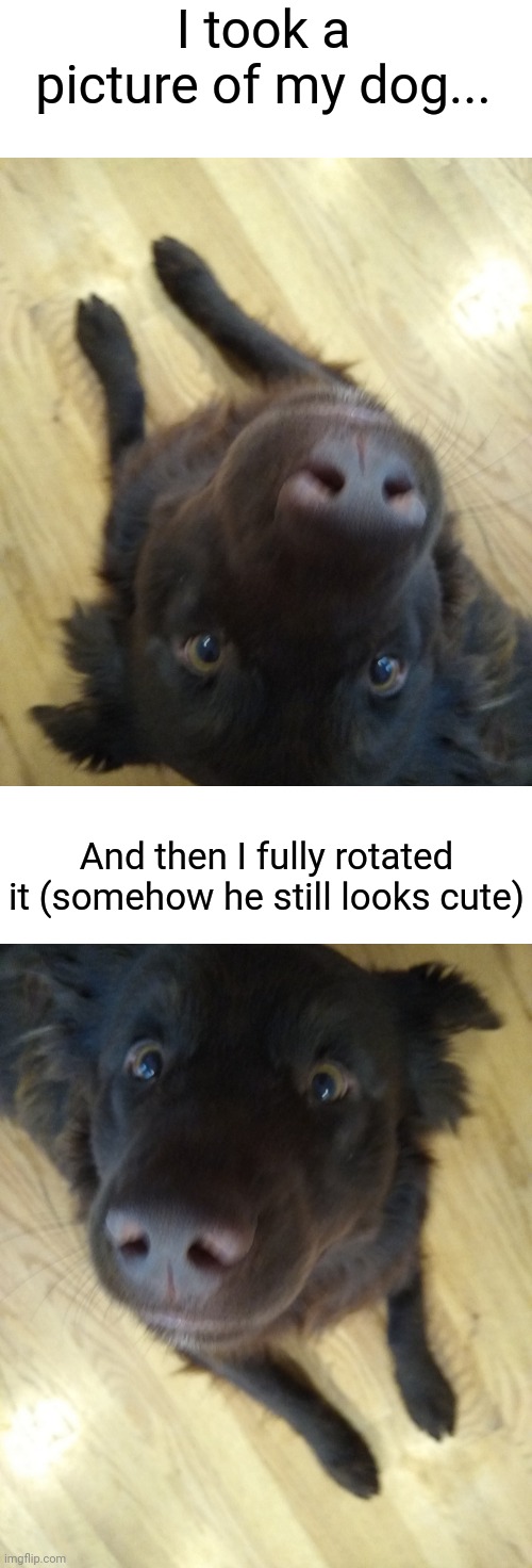 The first one is the original image | I took a picture of my dog... And then I fully rotated it (somehow he still looks cute) | image tagged in memes,dogs,funny | made w/ Imgflip meme maker