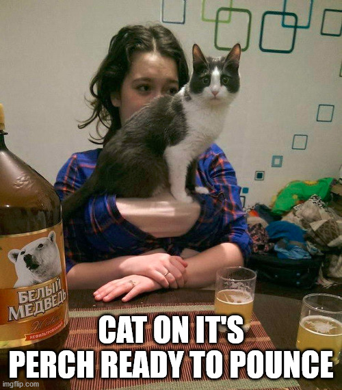 Ready to bounce | CAT ON IT'S PERCH READY TO POUNCE | image tagged in cats | made w/ Imgflip meme maker