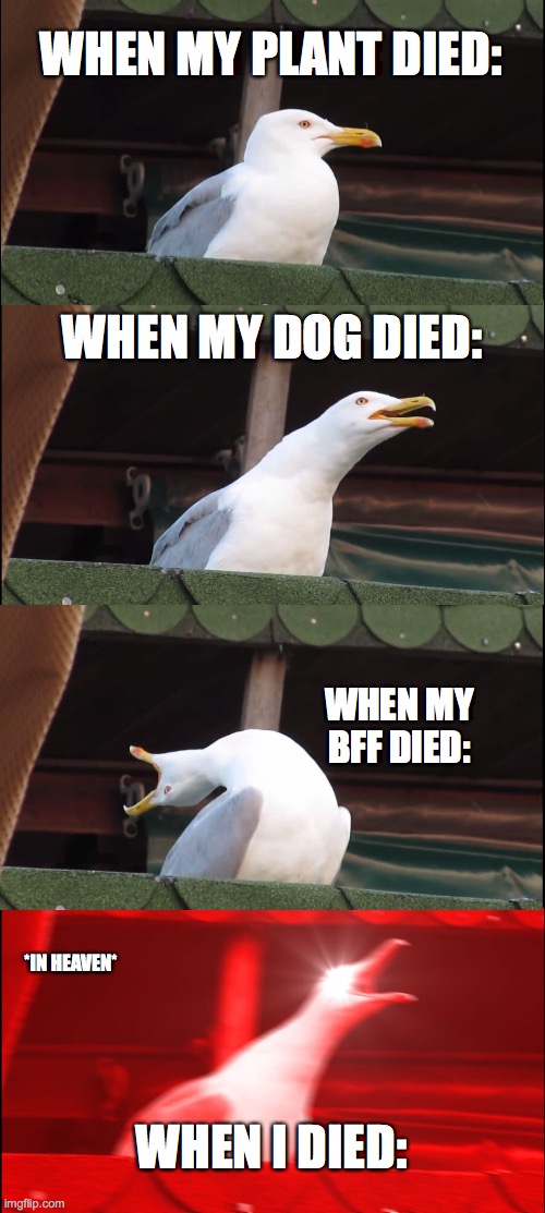 dying cycle ;-; | WHEN MY PLANT DIED:; WHEN MY DOG DIED:; WHEN MY BFF DIED:; *IN HEAVEN*; WHEN I DIED: | image tagged in memes,inhaling seagull | made w/ Imgflip meme maker