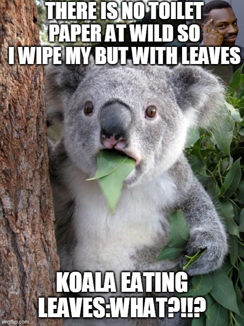 LOL | THERE IS NO TOILET PAPER AT WILD SO I WIPE MY BUT WITH LEAVES; KOALA EATING LEAVES:WHAT?!!? | image tagged in memes,surprised koala | made w/ Imgflip meme maker