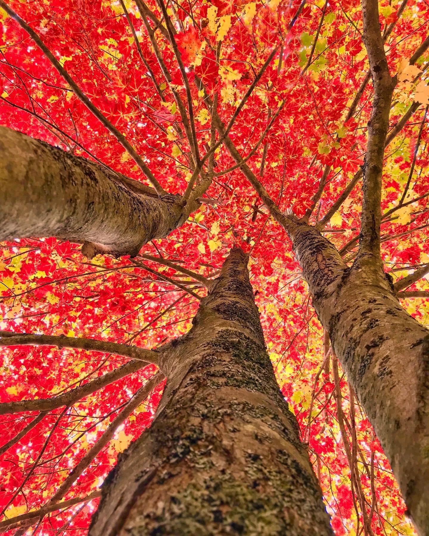 Autumn leaves in Michigan Blank Meme Template