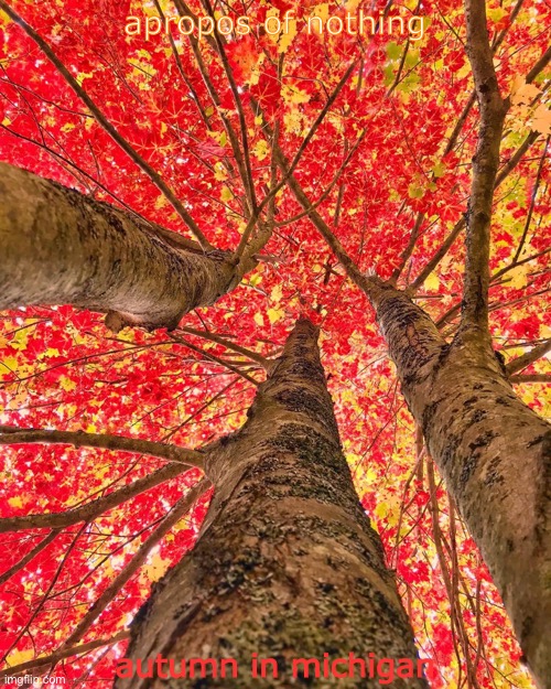 [Footage of a degenerate state turning Democratic] | apropos of nothing; autumn in michigan | image tagged in autumn leaves in michigan | made w/ Imgflip meme maker