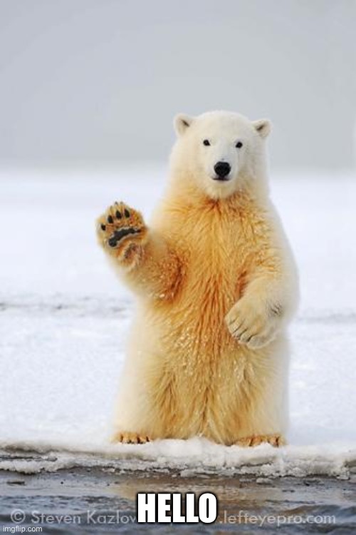 hello polar bear | HELLO | image tagged in hello polar bear | made w/ Imgflip meme maker