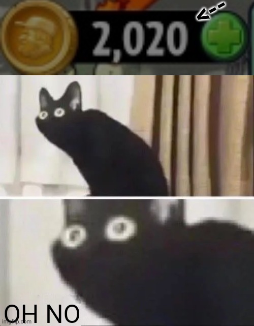 Oh No Black Cat | -->; OH NO | image tagged in oh no black cat | made w/ Imgflip meme maker