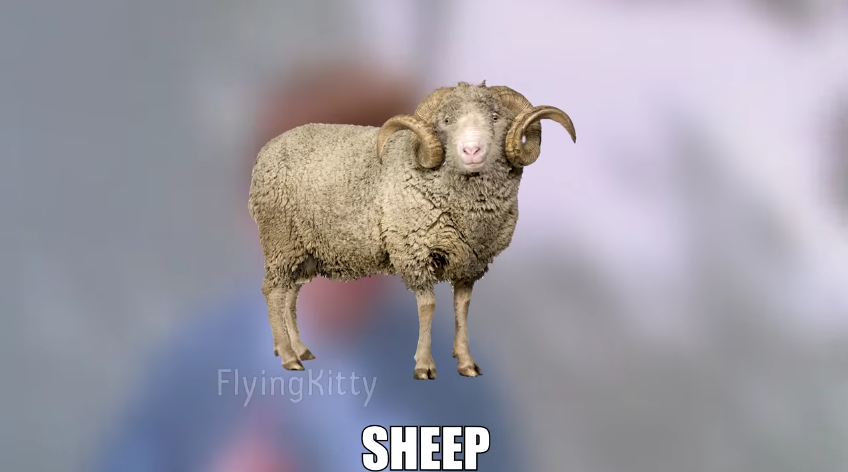 High Quality Sheep Blank Meme Template