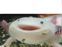 Happy axolotl Blank Meme Template