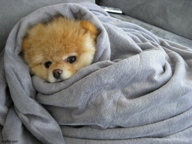 uwu | image tagged in bundled up doggo | made w/ Imgflip meme maker