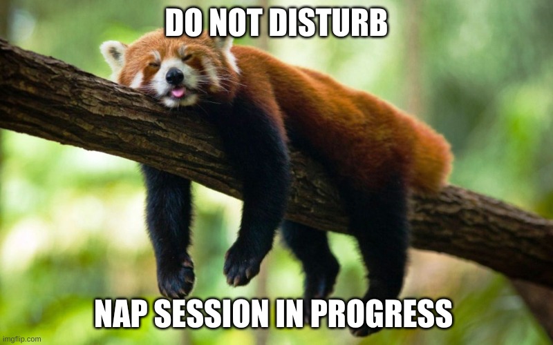 Nap In Progress Meme | DO NOT DISTURB; NAP SESSION IN PROGRESS | image tagged in animals,funny animals,cute animals,funny,red panda | made w/ Imgflip meme maker