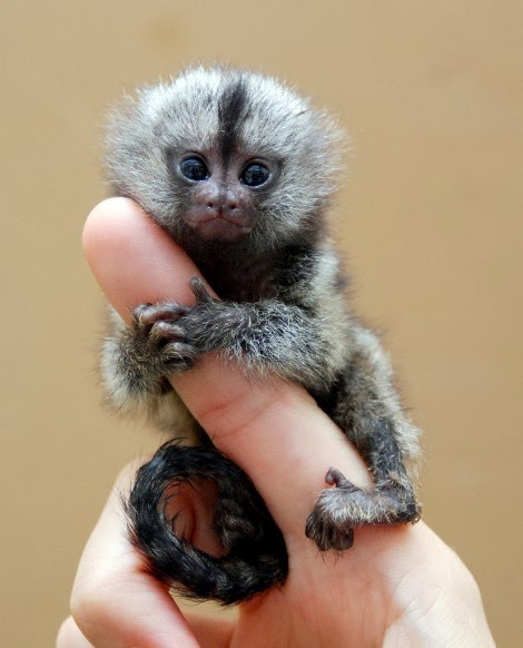 world's smallest monkey Blank Meme Template