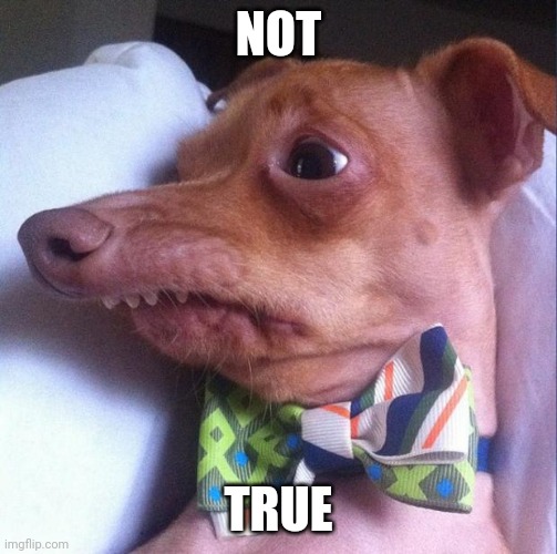 Tuna the dog (Phteven) | NOT TRUE | image tagged in tuna the dog phteven | made w/ Imgflip meme maker