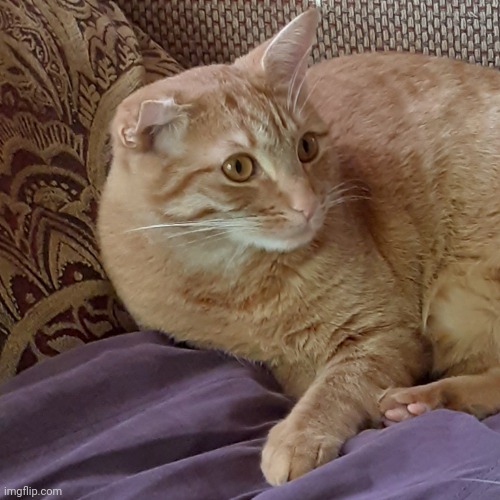 Scared cat | image tagged in scared cat | made w/ Imgflip meme maker