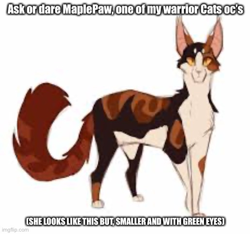 Ask and Dare MaplePaw | Ask or dare MaplePaw, one of my warrior Cats oc’s; (SHE LOOKS LIKE THIS BUT, SMALLER AND WITH GREEN EYES) | made w/ Imgflip meme maker