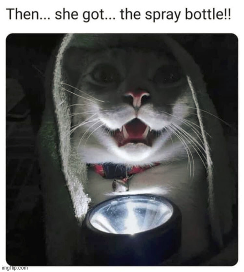 spooky cat stories | image tagged in cats | made w/ Imgflip meme maker