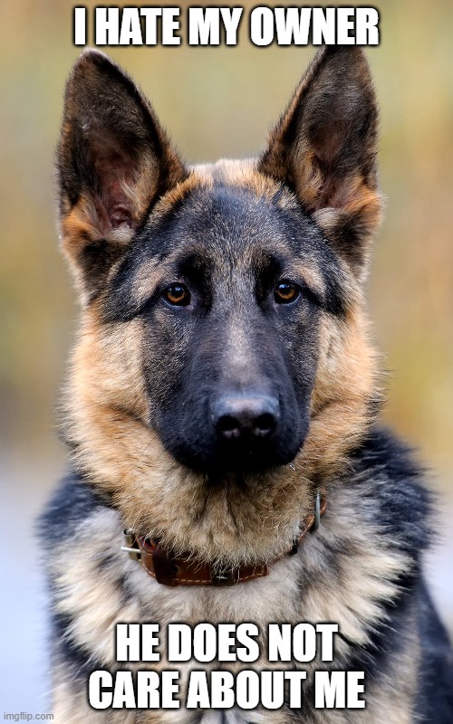 German Shepherd | I HATE MY OWNER; HE DOES NOT CARE ABOUT ME | image tagged in german shepherd | made w/ Imgflip meme maker