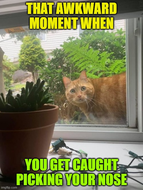 Might as well finish the job | THAT AWKWARD MOMENT WHEN; YOU GET CAUGHT PICKING YOUR NOSE | image tagged in cats,awkward moment,well this is awkward,booger,busted,totally busted | made w/ Imgflip meme maker