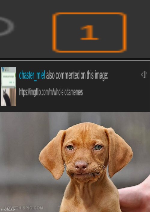 image tagged in blank white template,umm dog | made w/ Imgflip meme maker
