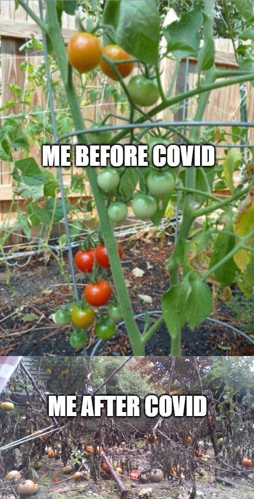 rip my tomato plants, march 2020 - October 2020 | ME BEFORE COVID; ME AFTER COVID | image tagged in covid-19 | made w/ Imgflip meme maker