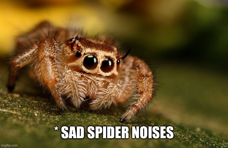 Sad Spider | * SAD SPIDER NOISES | image tagged in sad spider | made w/ Imgflip meme maker