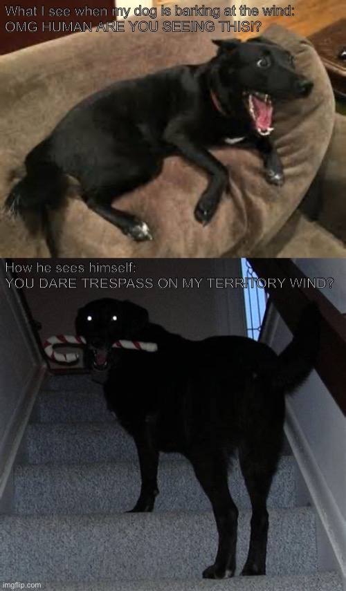 Dog in a nutshell | What I see when my dog is barking at the wind:
OMG HUMAN ARE YOU SEEING THIS!? How he sees himself:
YOU DARE TRESPASS ON MY TERRITORY WIND? | image tagged in funny,dog | made w/ Imgflip meme maker